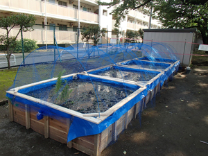 仮設池